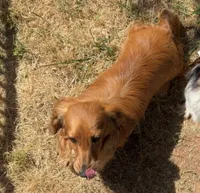 Oakley , a male Miniature Dachshund for sale in Royston, GA – 1 of 3