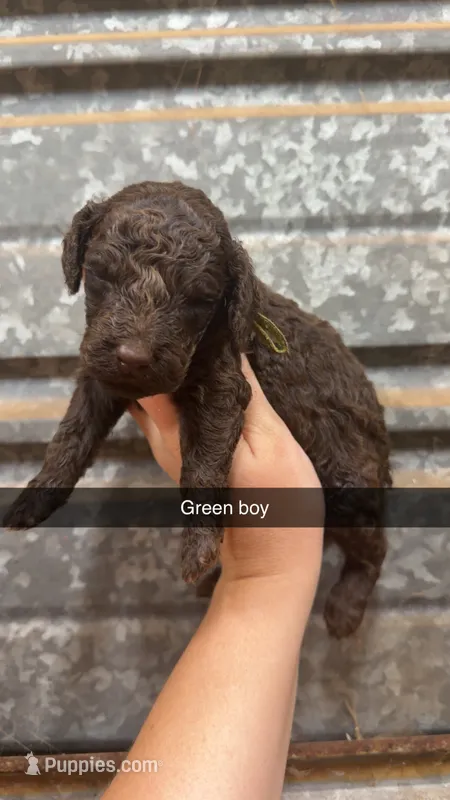 Max – Poodle - Miniature  puppy for sale in Royston, GA