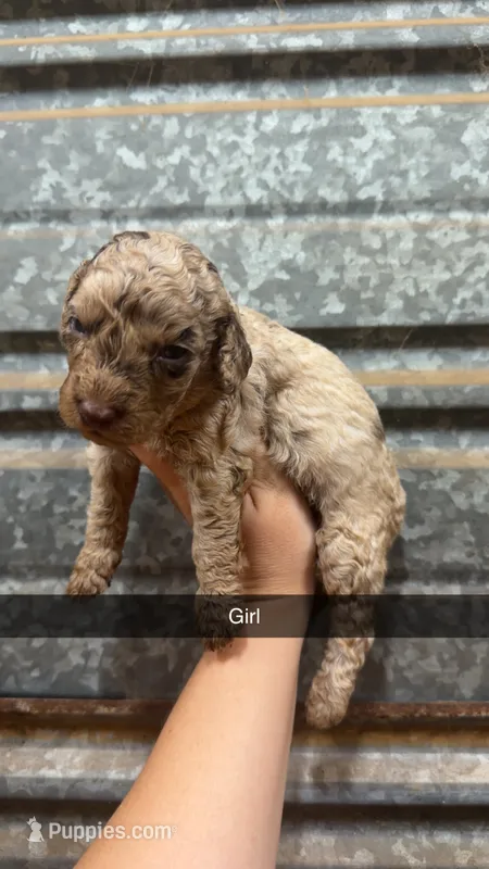 Coco – Poodle - Miniature  puppy for sale in Royston, GA