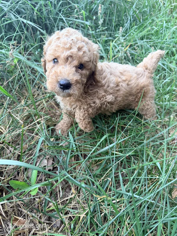 Milo  – Miniature Aussiedoodle puppy for sale in Royston, GA