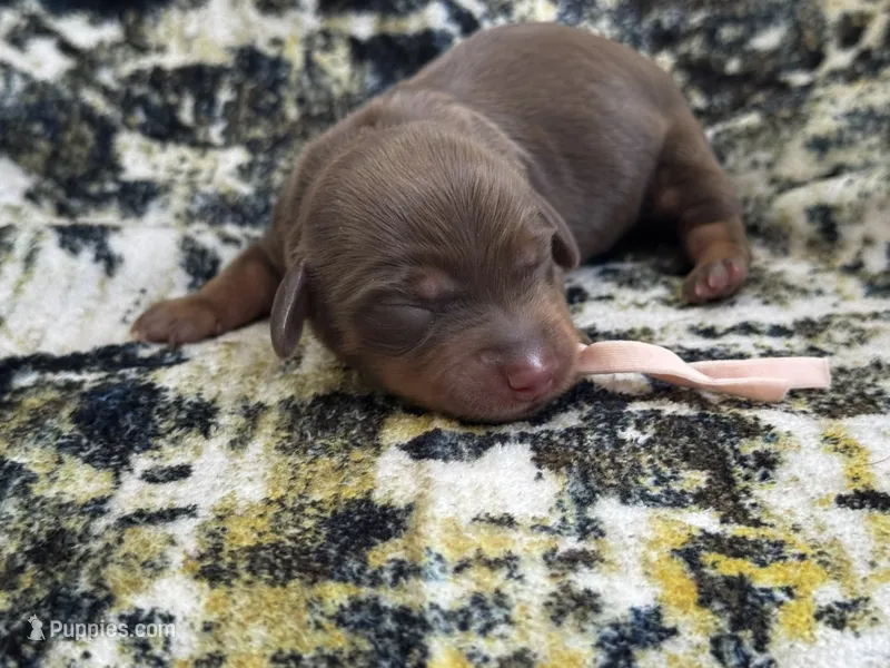 Lilly – Miniature Dachshund puppy for sale in Royston, GA