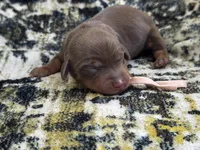 Lilly, a female Miniature Dachshund for sale in Royston, GA – 1 of 1