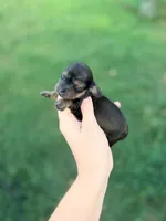 Windy, a female Miniature Dachshund for sale in Royston, GA – 2 of 2