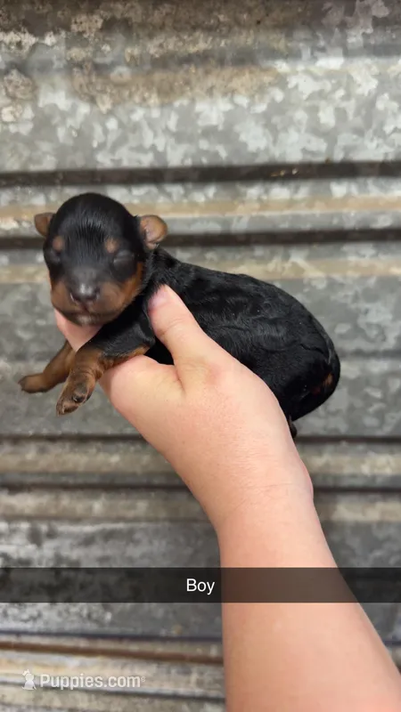 Jack – Miniature Bernedoodle puppy for sale in Royston, GA
