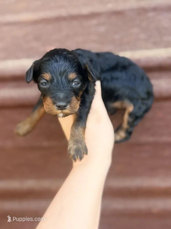 Jack – Miniature Bernedoodle puppy on hold in Royston, GA