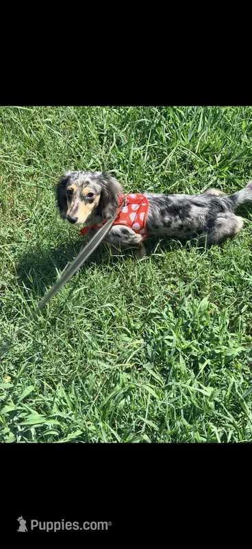 Stormi – Miniature Dachshund puppy for sale in Royston, GA