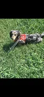 Stormi, a female Miniature Dachshund for sale in Royston, GA – 1 of 3