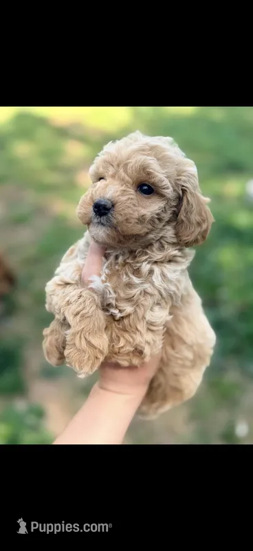 Goldie – Miniature Goldendoodle puppy for sale in Royston, GA