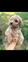 Goldie, a female Miniature Goldendoodle for sale in Royston, GA – Photo 1 of 2