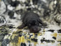 Daisy, a female Miniature Dachshund for sale in Royston, GA – 1 of 1