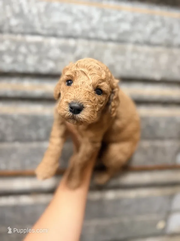 Milo  – Miniature Aussiedoodle puppy for sale in Royston, GA