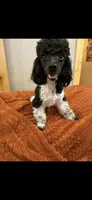 Dash , a male Poodle - Miniature  for sale in Royston, GA – Photo 2 of 2
