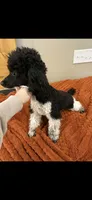 Dash , a male Poodle - Miniature  for sale in Royston, GA – Photo 1 of 2