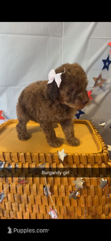 Bailey  – Poodle - Miniature  puppy for sale in Royston, GA
