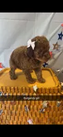Bailey , a female Poodle - Miniature  for sale in Royston, GA – 1 of 1