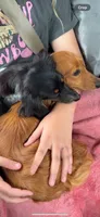 Oakley , a male Miniature Dachshund for sale in Royston, GA – 3 of 3