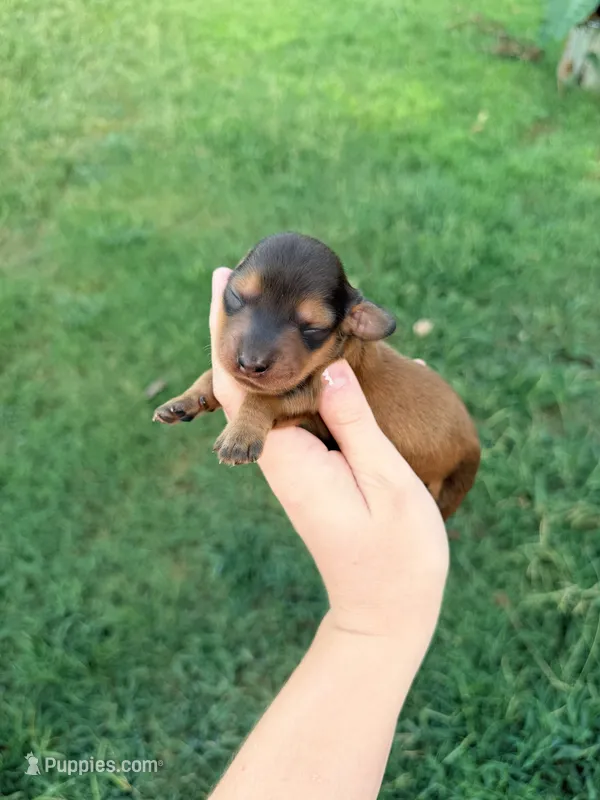 Red – Miniature Dachshund puppy for sale in Royston, GA