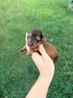 Red, a male Miniature Dachshund for sale in Royston, GA – 1 of 2