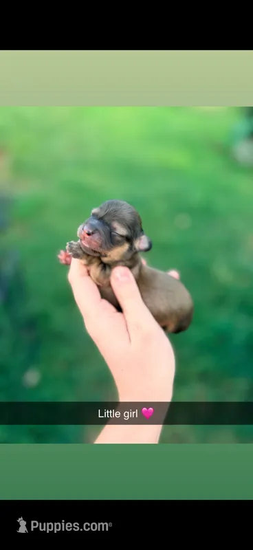 Sunni  – Miniature Dachshund puppy for sale in Royston, GA