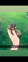 Sunni , a female Miniature Dachshund for sale in Royston, GA – 1 of 1