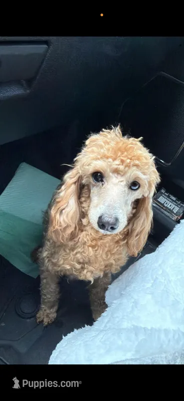 Lilly  – Poodle - Miniature  puppy for sale in Royston, GA