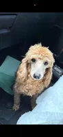 Lilly , a female Poodle - Miniature  for sale in Royston, GA – 1 of 2