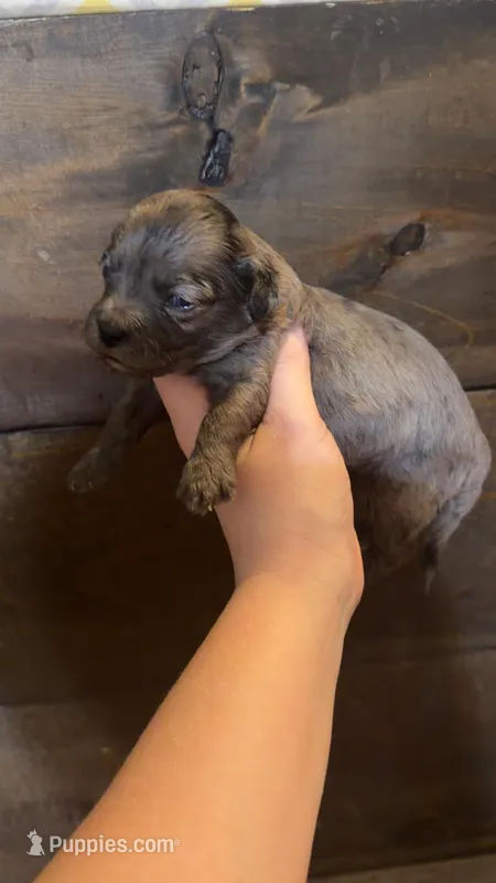 Bo – Cockapoo puppy for sale in Royston, GA