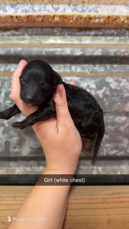 Lilly – Miniature Aussiedoodle puppy for sale in Royston, GA