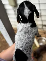 Rita, a female Miniature Dachshund for sale in Royston, GA – Photo 2 of 2