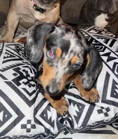 Izzy, a female Miniature Dachshund for sale in Royston, GA – 2 of 2
