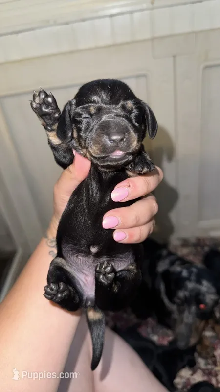 Millie  – Miniature Dachshund puppy for sale in Royston, GA