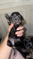 Millie , a female Miniature Dachshund for sale in Royston, GA – 1 of 1