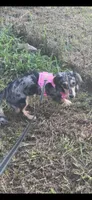 Stormi, a female Miniature Dachshund for sale in Royston, GA – 2 of 3