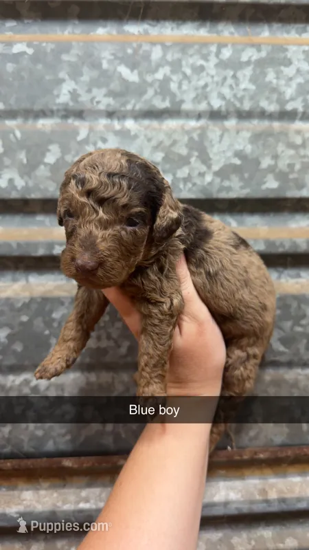 Hershey – Poodle - Miniature  puppy for sale in Royston, GA