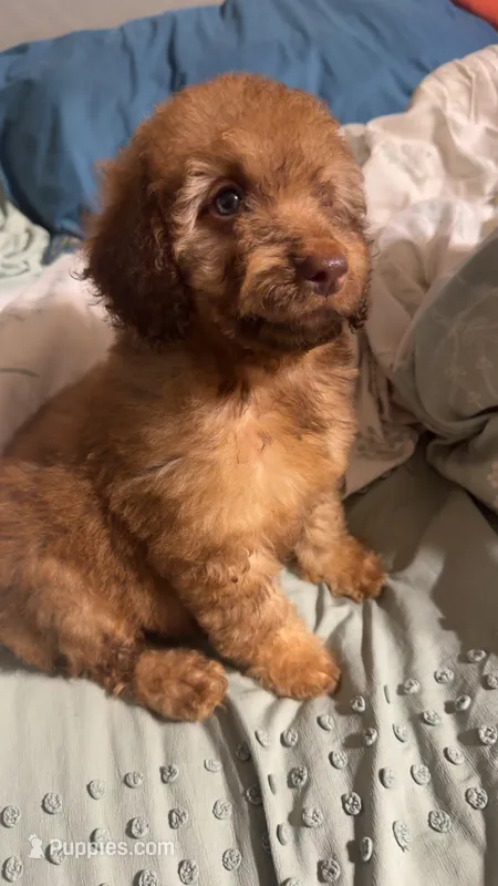 Cookie – Poodle - Miniature  puppy for sale in Royston, GA