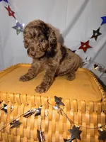 Honey, a female Poodle - Miniature  for sale in Royston, GA – 1 of 3