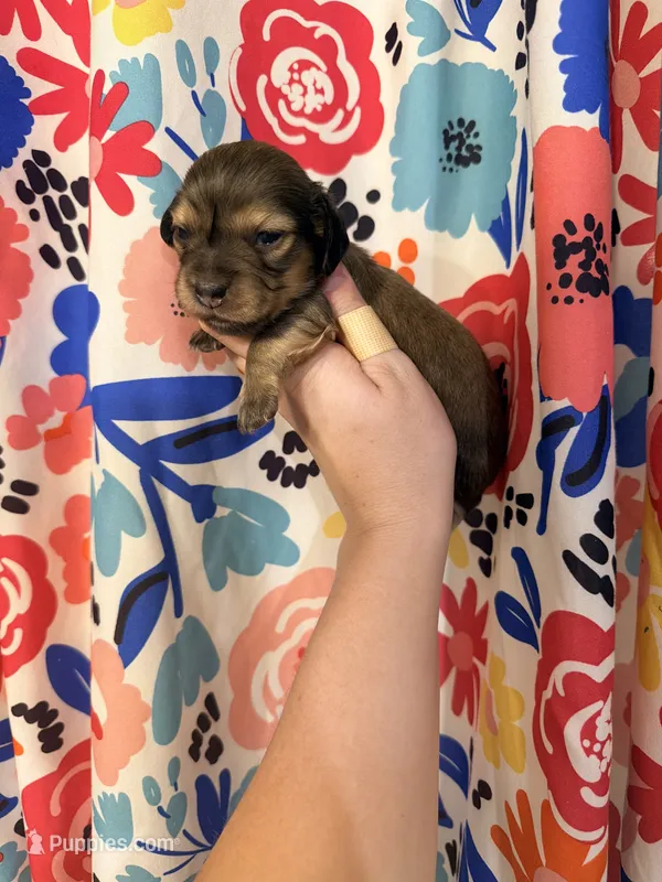 Windy – Miniature Dachshund puppy for sale in Royston, GA