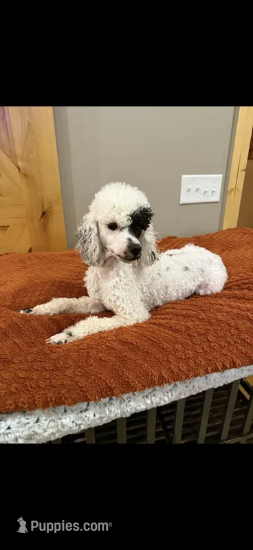 Diamond  – Poodle - Miniature  puppy for sale in Royston, GA