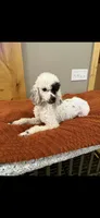 Diamond , a female Poodle - Miniature  for sale in Royston, GA – 1 of 2
