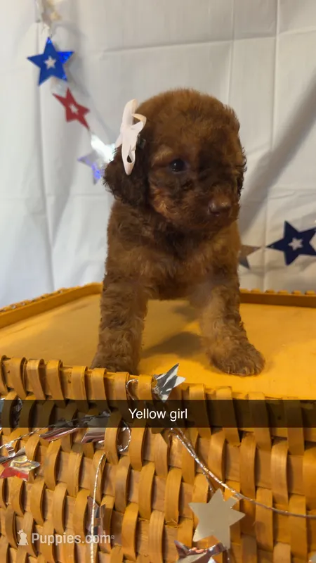 Belle – Poodle - Miniature  puppy for sale in Royston, GA