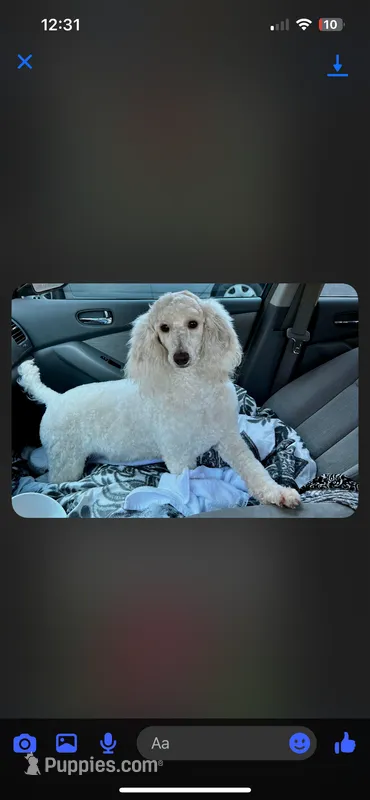 Dolly – Poodle - Miniature  puppy for sale in Royston, GA