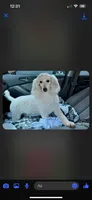 Dolly, a female Poodle - Miniature  for sale in Royston, GA – 1 of 1