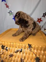 Honey, a female Poodle - Miniature  for sale in Royston, GA – 3 of 3