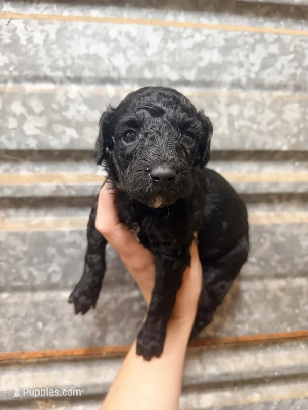 Lilly – Miniature Aussiedoodle puppy for sale in Royston, GA