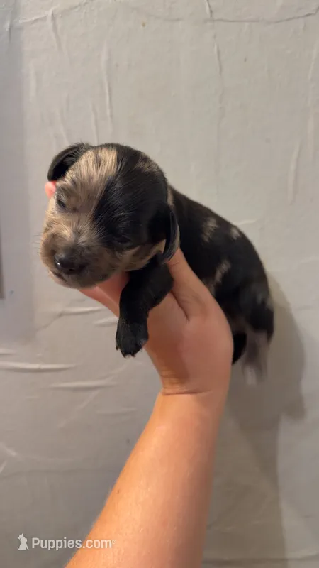 Goose – Miniature Dachshund puppy on hold in Royston, GA