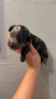 Goose, a male Miniature Dachshund for sale in Royston, GA – 1 of 3