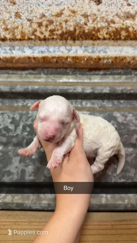 Chip – Miniature Aussiedoodle puppy for sale in Royston, GA