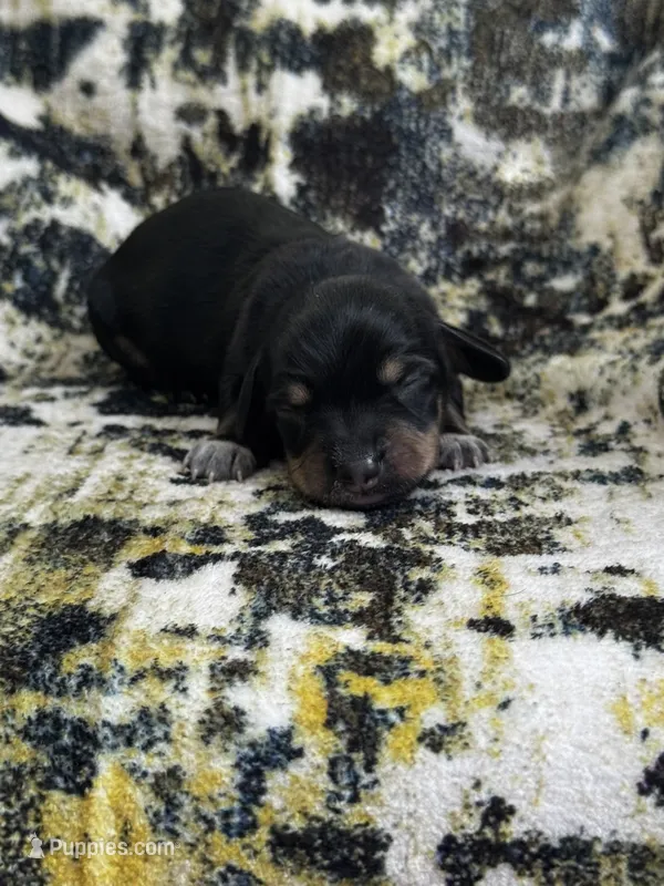 Finn – Miniature Dachshund puppy for sale in Royston, GA