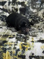 Finn, a male Miniature Dachshund for sale in Royston, GA – 1 of 1