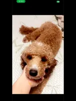 Max, a male Poodle - Miniature  for sale in Royston, GA – 2 of 3
